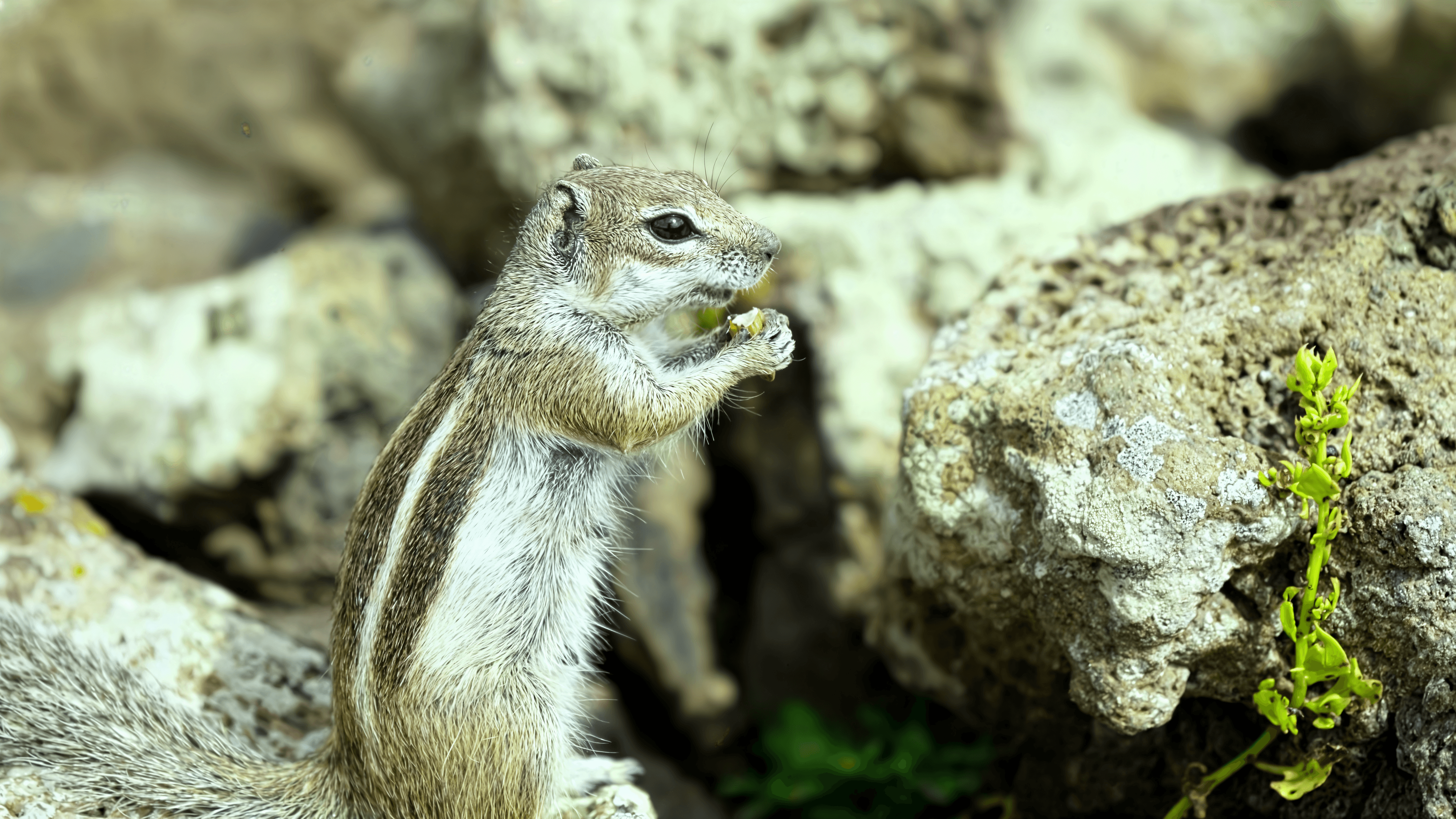 Chipmunk on the Ground