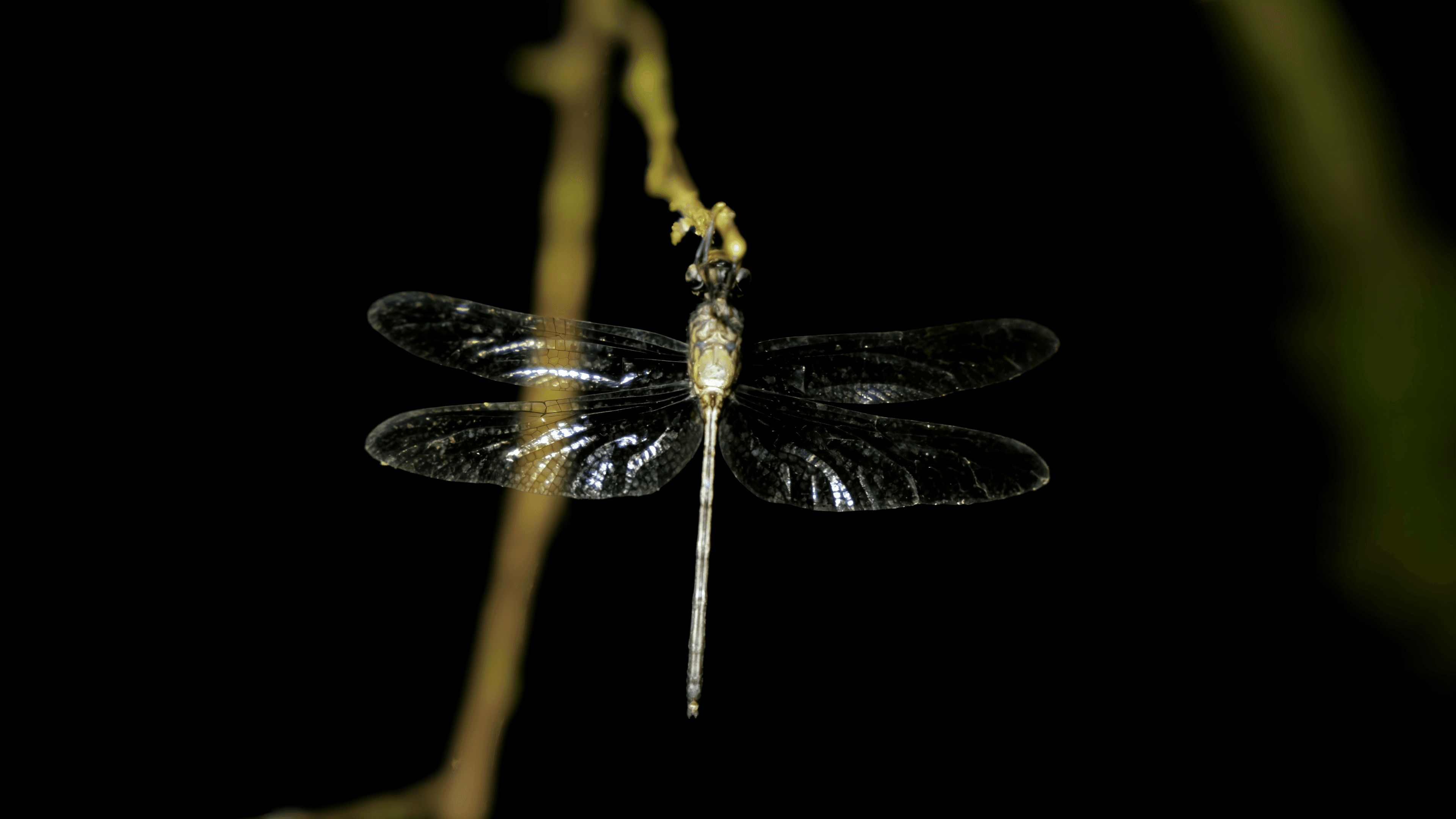 Dragonfly Over the Pond