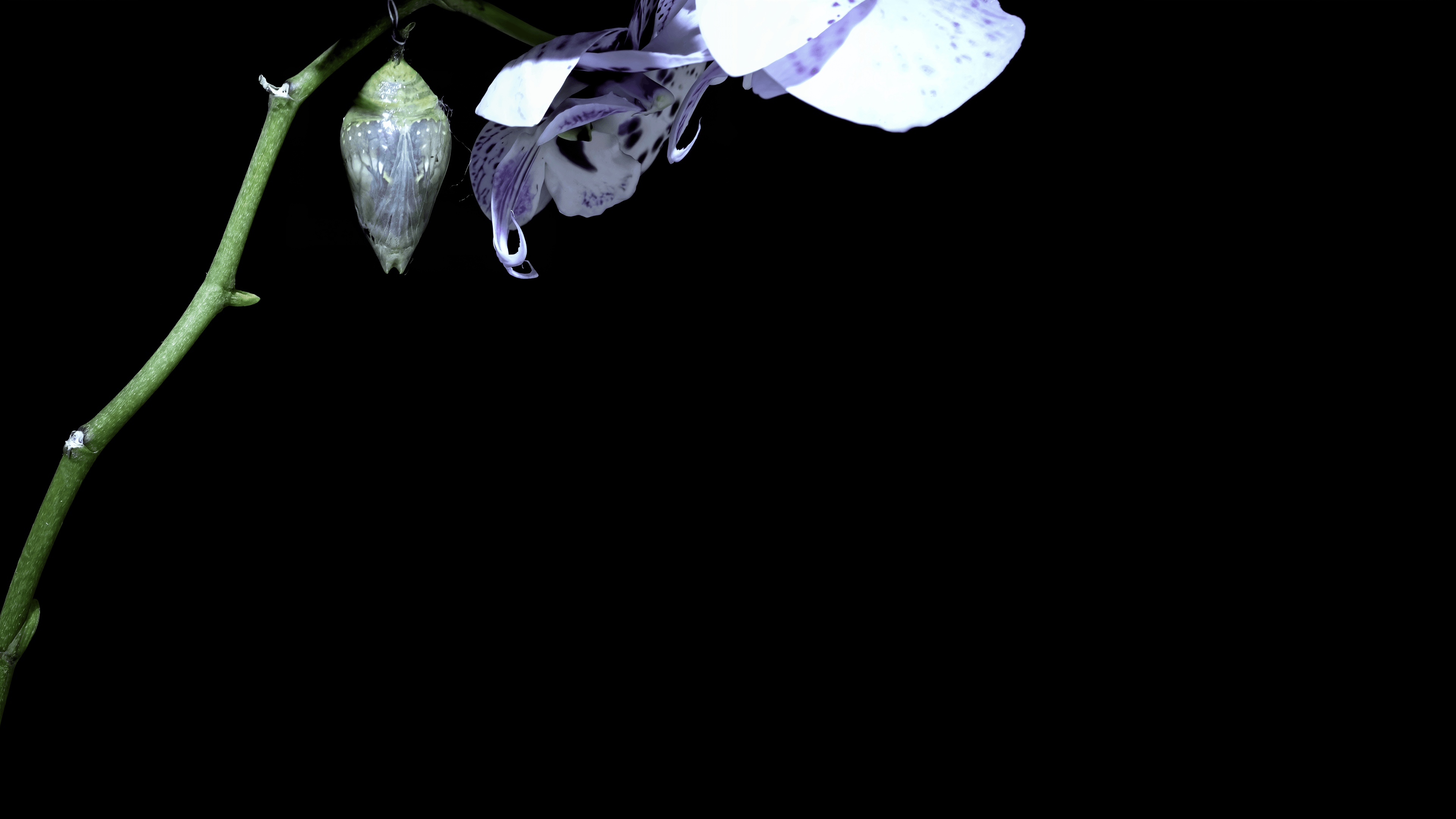 Butterfly, Low Hover