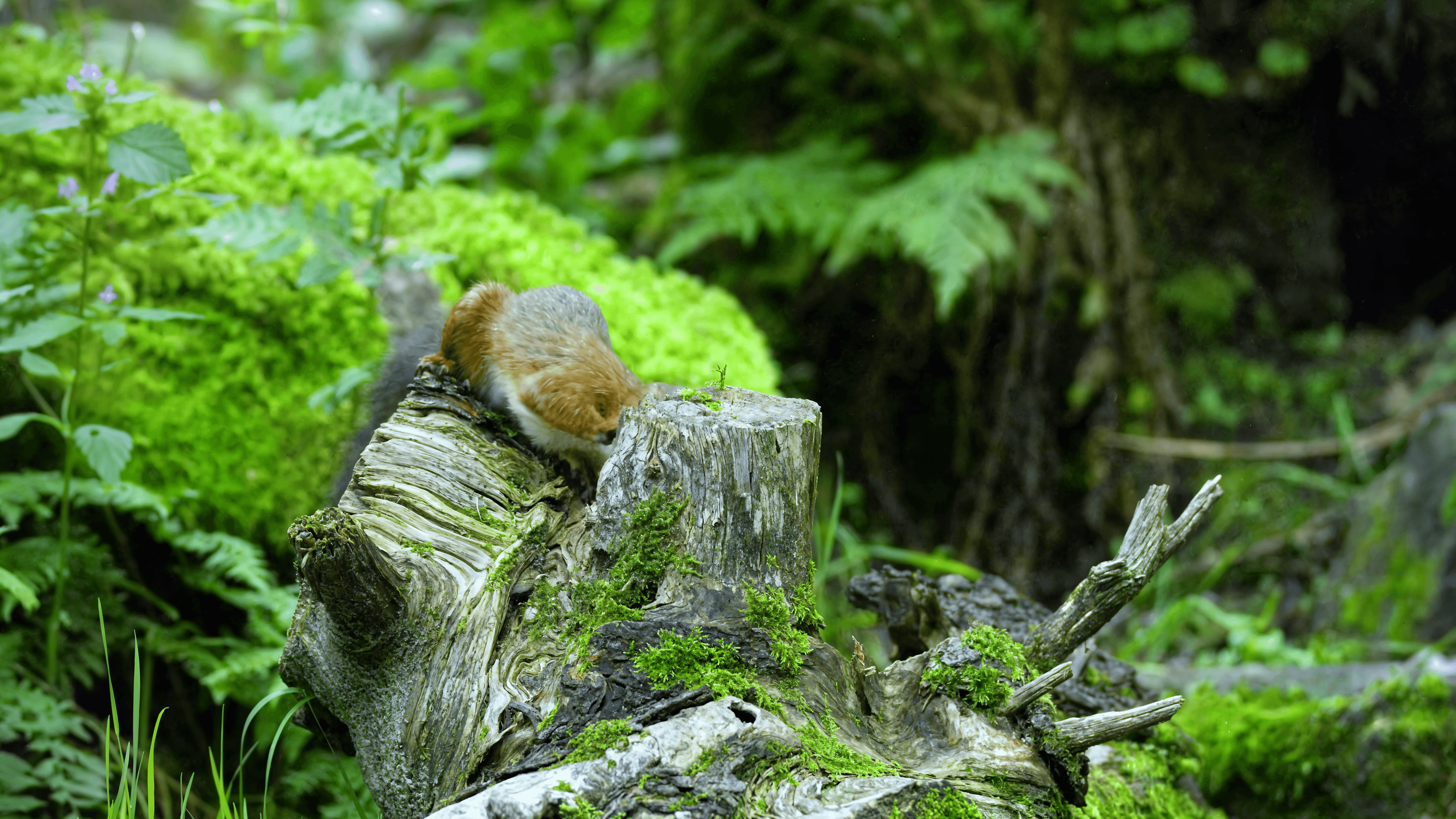 Squirrel on the Branch