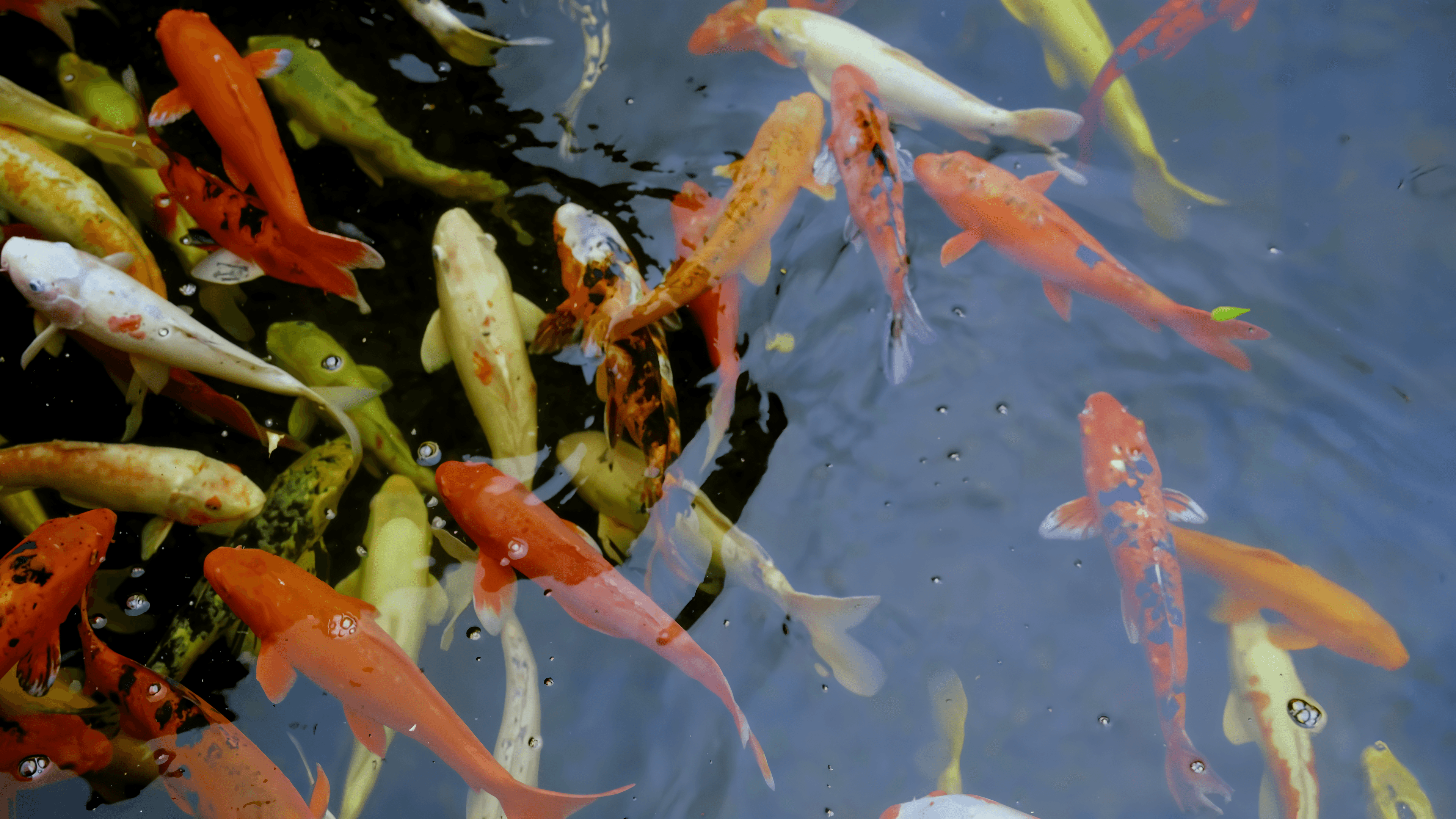 Koi at the Surface